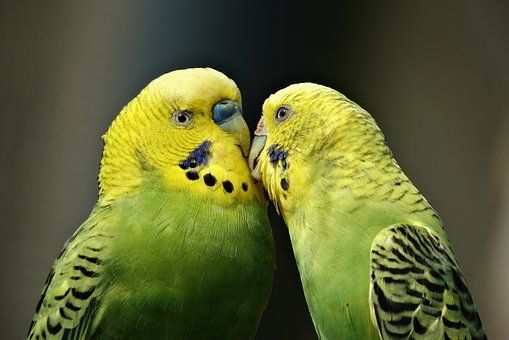 zier-voegel zier-voegel