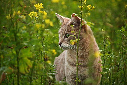 katze katze