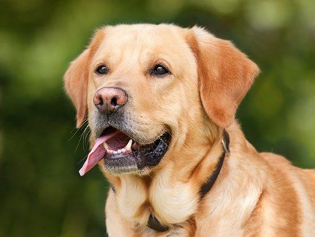 hund hund