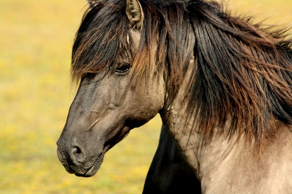 pferd pferd